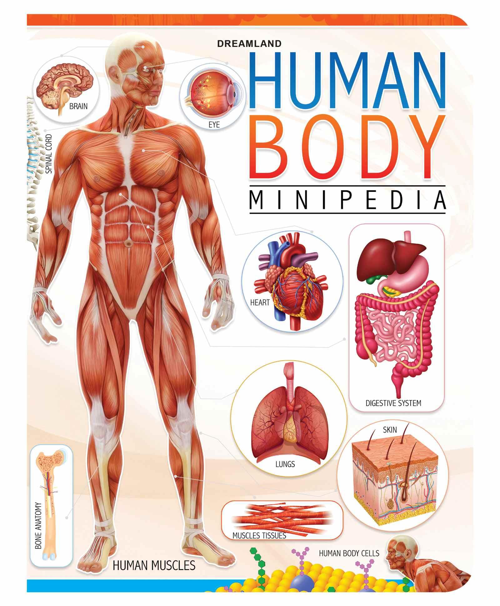 Human Body Minipedia : Dreamland Publications: Amazon.in: Books